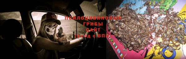 прущие грибы Балахна
